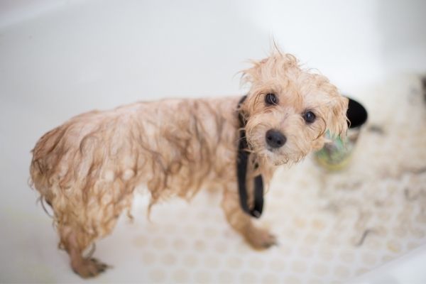 Dog Washing