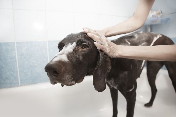 Start A Dog Wash Side Hustle